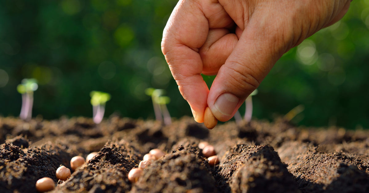 Starting Seeds Right In Your Garden header
