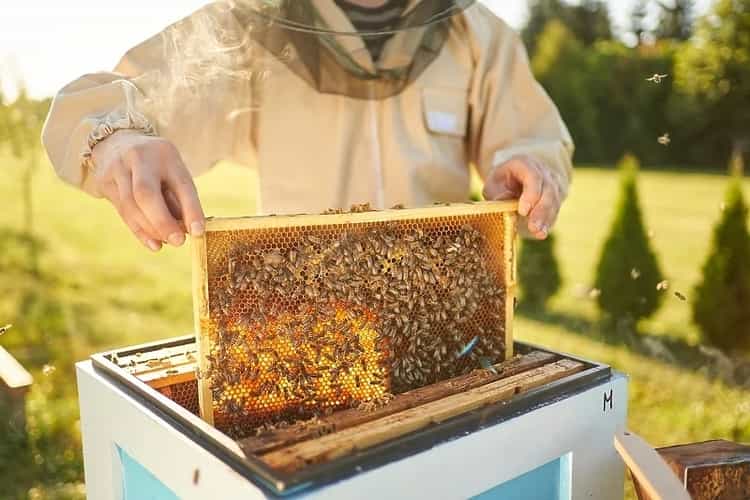 beekepersbeehive