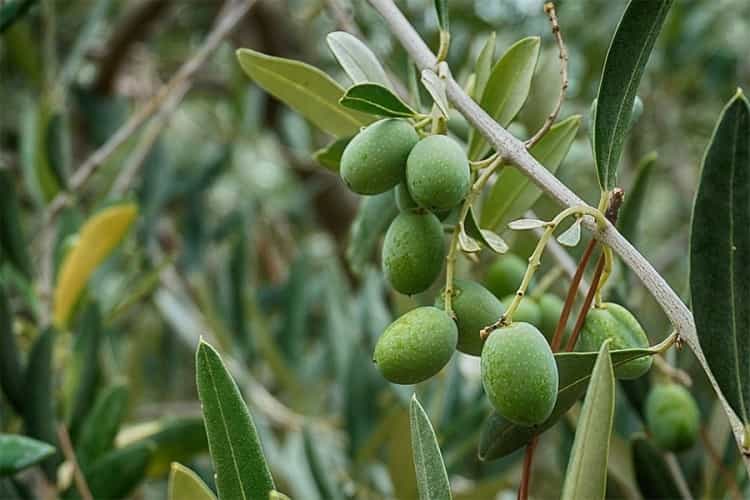 olive sm