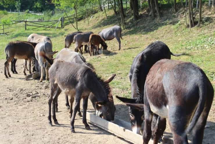 donkey