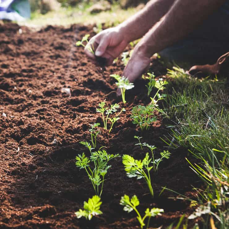 carrot planting