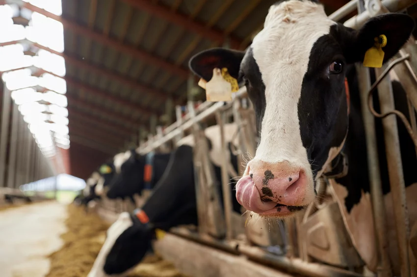 cow