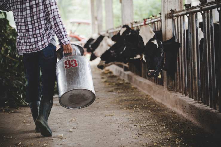 krave mlijeko milk