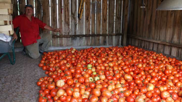 tomatoeseieee