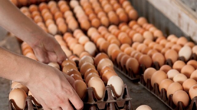eggs